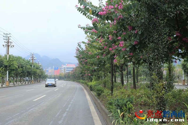 東霸—木賈行道中的紫荊花（三）_2.jpg