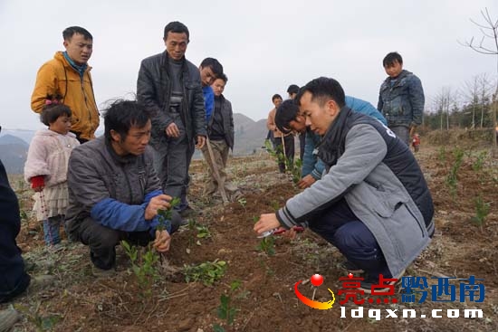 黃維(右一)在給群眾講解茶葉修枝要領(lǐng).JPG