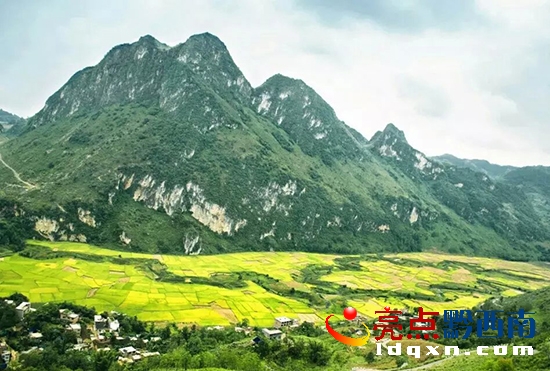 圖為晴后待收稻谷.jpg