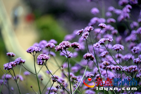 陽(yáng)光下馬鞭草花朵呈藍(lán)紫色(陳亞林?jǐn)z影).JPG