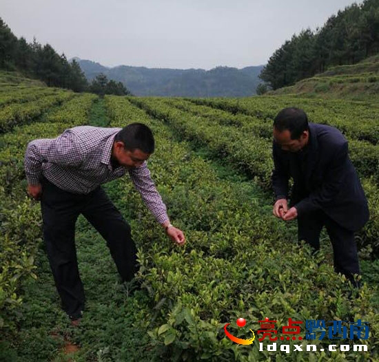 圖為李邦勇在花園與茶農(nóng)們研討茶葉的長(zhǎng)勢(shì)0.jpg