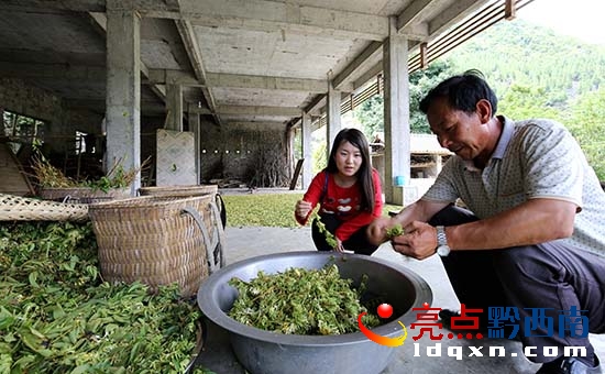 03冷洞村農(nóng)戶在采選金銀花(盧關(guān)文 攝) (2).JPG