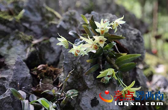 00冷洞村村支書朱昌國介紹村里種植的鐵皮石斛(盧關(guān)文 攝) (2).JPG