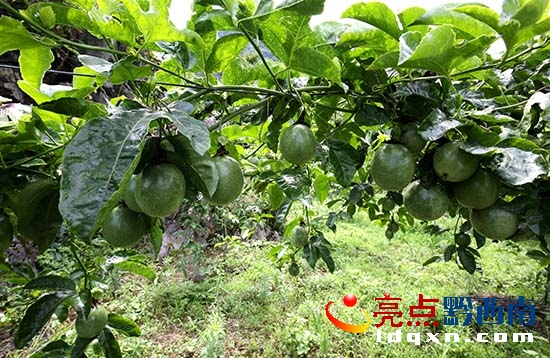 02冷洞村村支書朱昌國介紹村里種植的百香果(盧關(guān)文 攝) (5).JPG