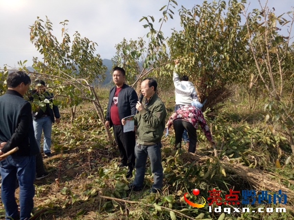 現(xiàn)場(chǎng)修枝示范。