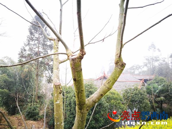 去年嫁接的已經(jīng)長出了1至2米的新枝今年將開始掛果.jpg
