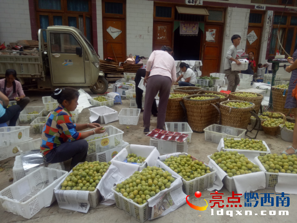圖為客商在收購(gòu)四月李 陶汝彬攝 .png